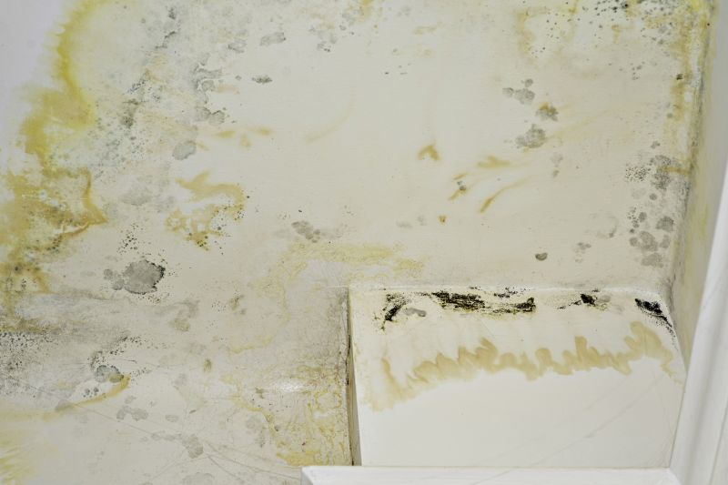 Basement Mold Removal in Fort Lauderdale, FL