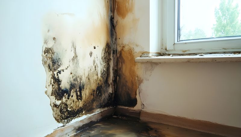 Basement Mold Removal in Fort Lauderdale, FL