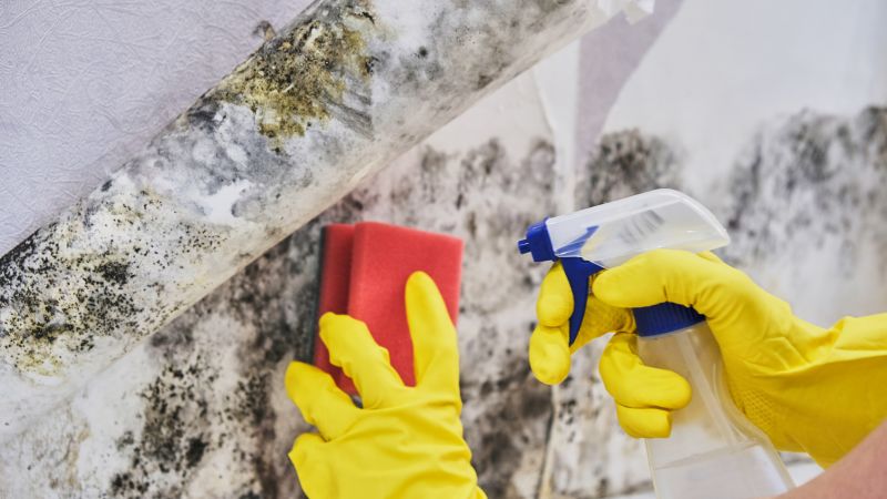 Mold Cleanup Service in Jupiter, FL