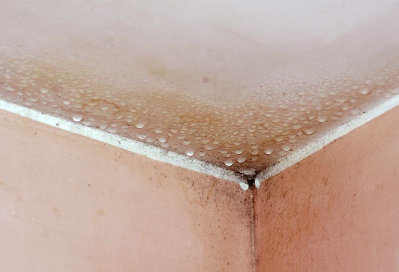 Mold Mitigation Service in Fort Worth, TX