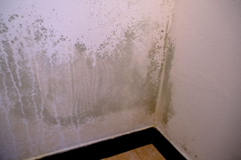 Mold Removal in Dallas, TX