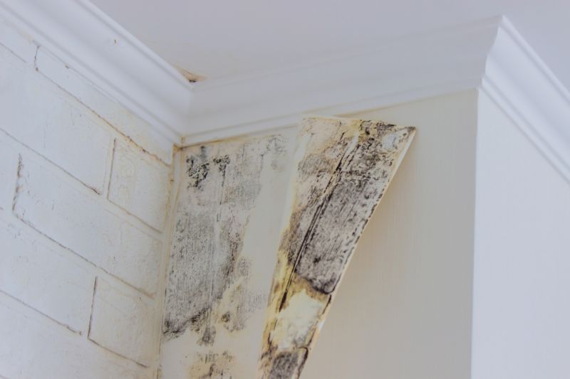 Mold Treatment Service in Fort Lauderdale, FL